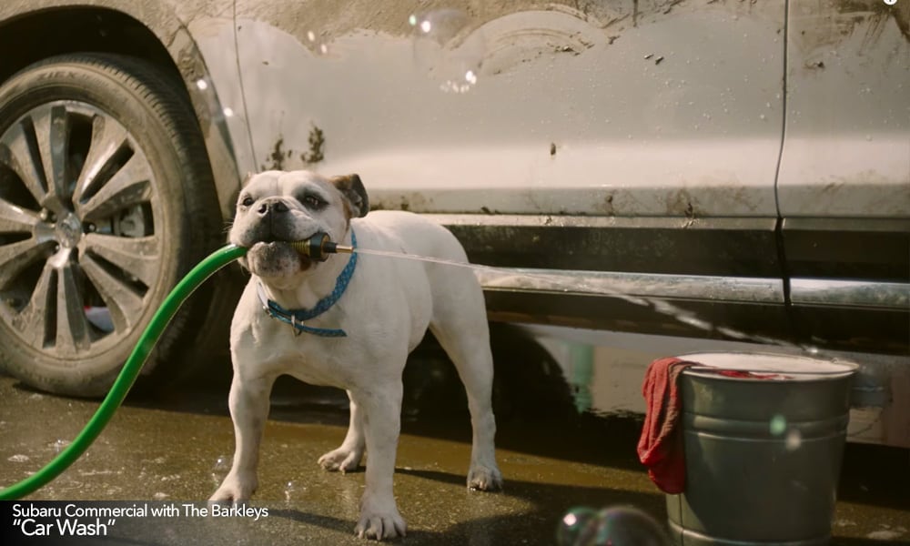 Dogs are washing a Subaru in this TV commercial.