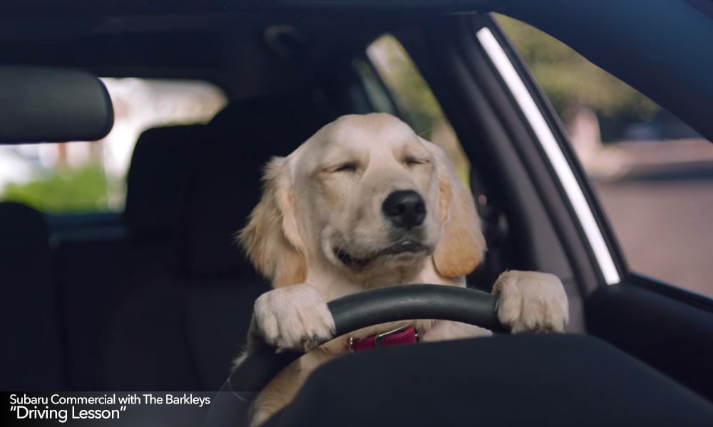 Dog driving a Subaru in commercial called "Driving Lesson."