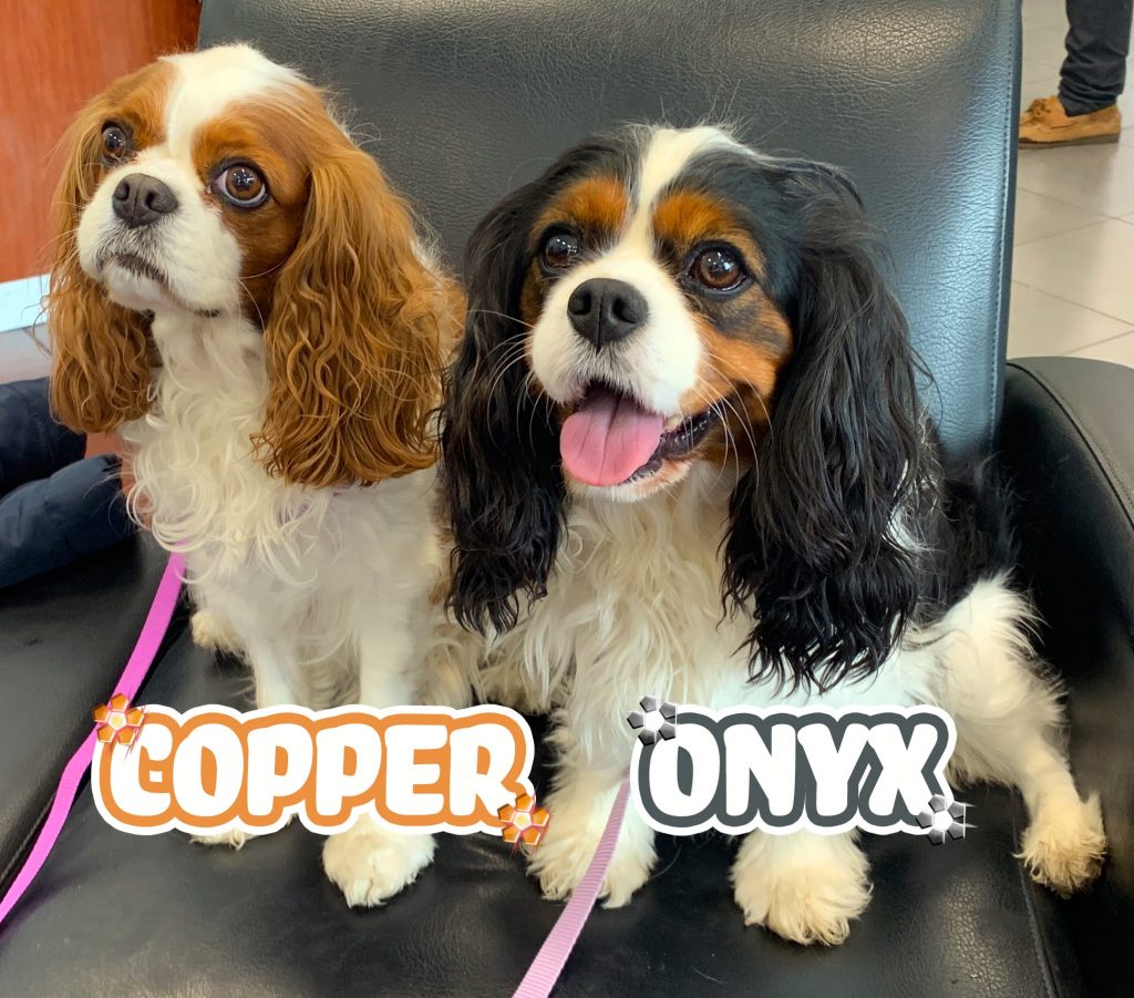 Copper and Onyx - Subaru Doggos