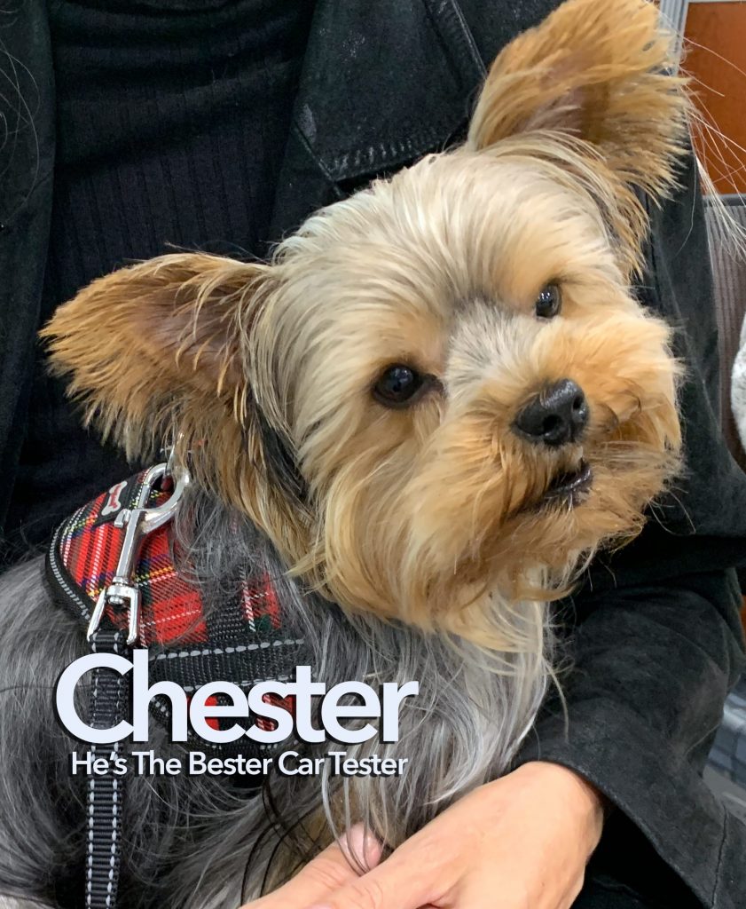 Chester - Subaru Doggo
