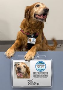 Ellie - Honorary Employee and Subaru Doggo