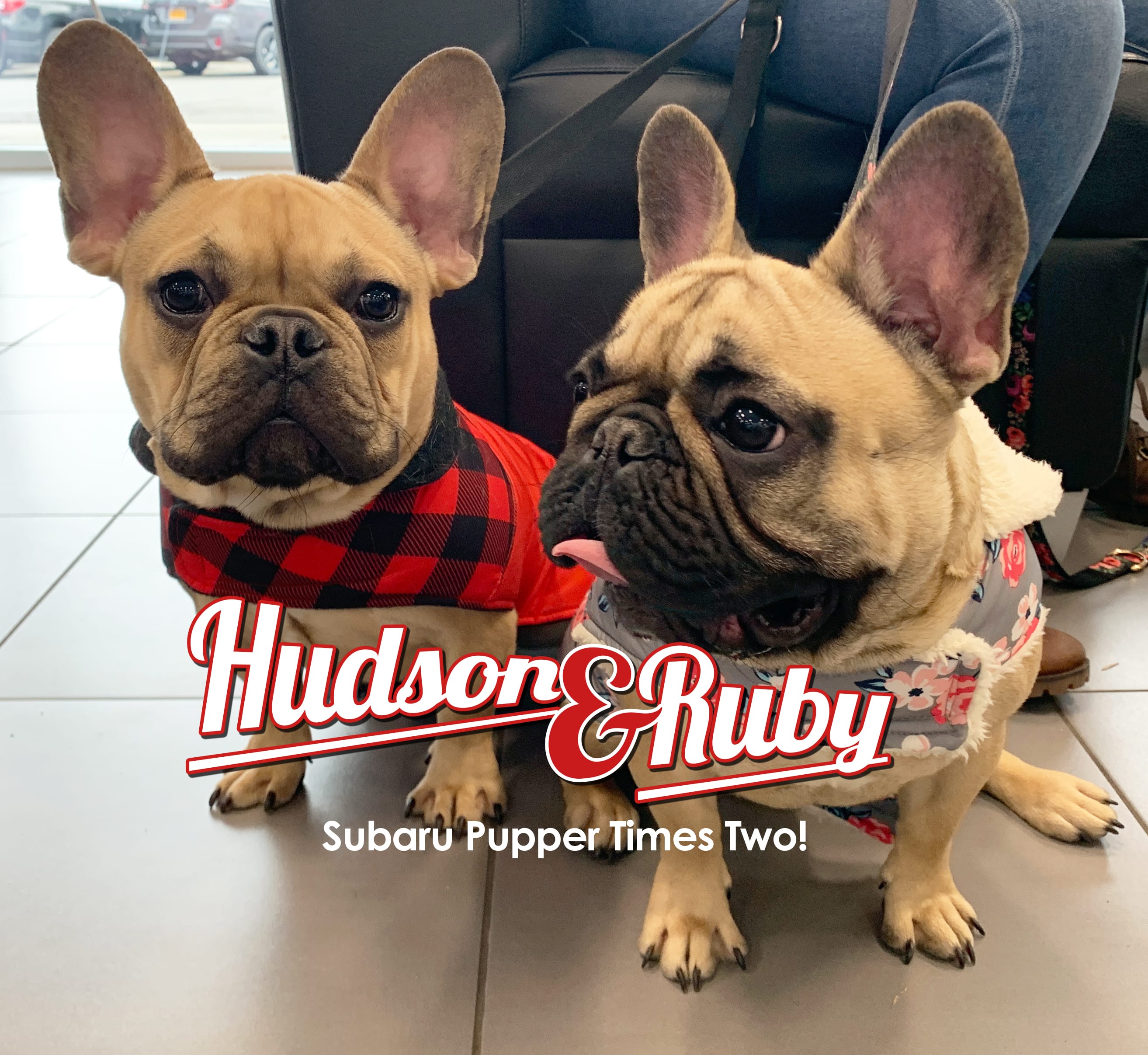 Hudson and Ruby - Subaru Puppers