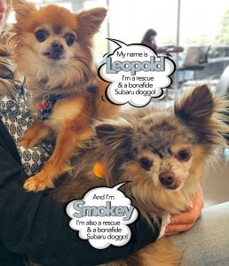 Leopold and Smokey - Subaru Doggos