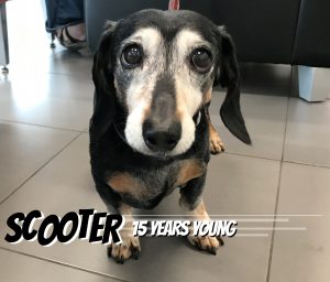 Scooter - Subaru Doggo