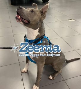 Zeema - Subaru Doggo