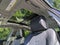 2017 Cadillac CTS Luxury AWD